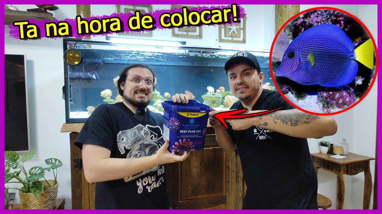 Coloquei Peixes TANG de R$ 4 mil no Aquário de 600 Litros do MMMV!