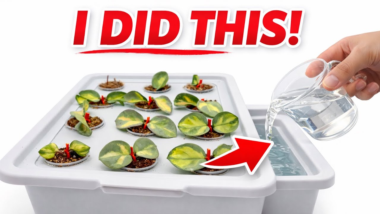 DIY Self-Watering System + Hoya Propagation | Easy Method That Works
