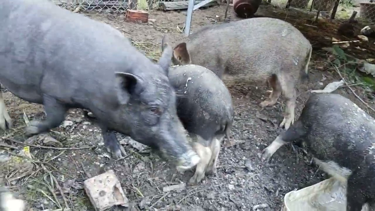 Breakfast time