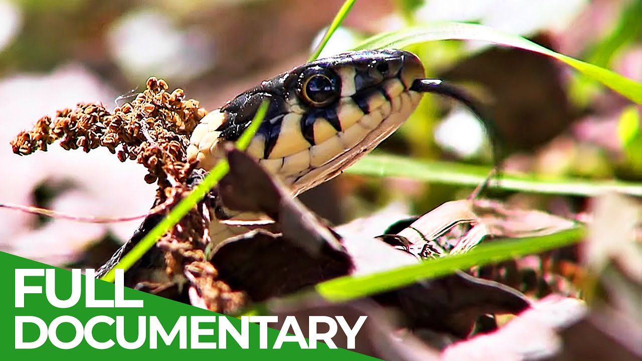 The Sava River - The Green Heart of Croatia | Free Documentary Nature