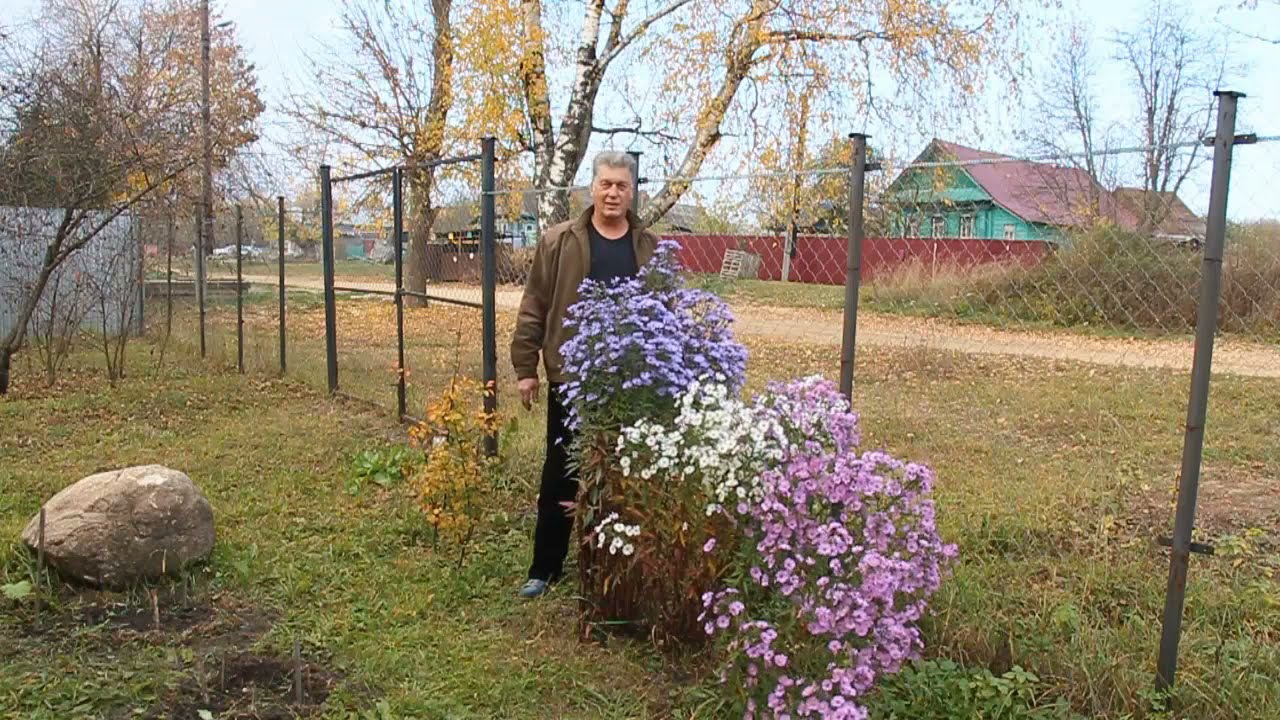 Мои сигары 