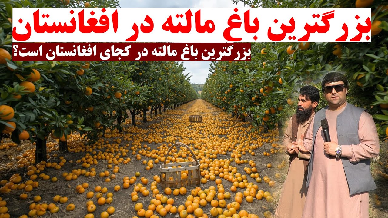 بزرگترین باغ مالته در افغانستان | از مالته خوری تا حاصلات مالته وصحبت ها درمورد باغ مالته | تبسم شهر