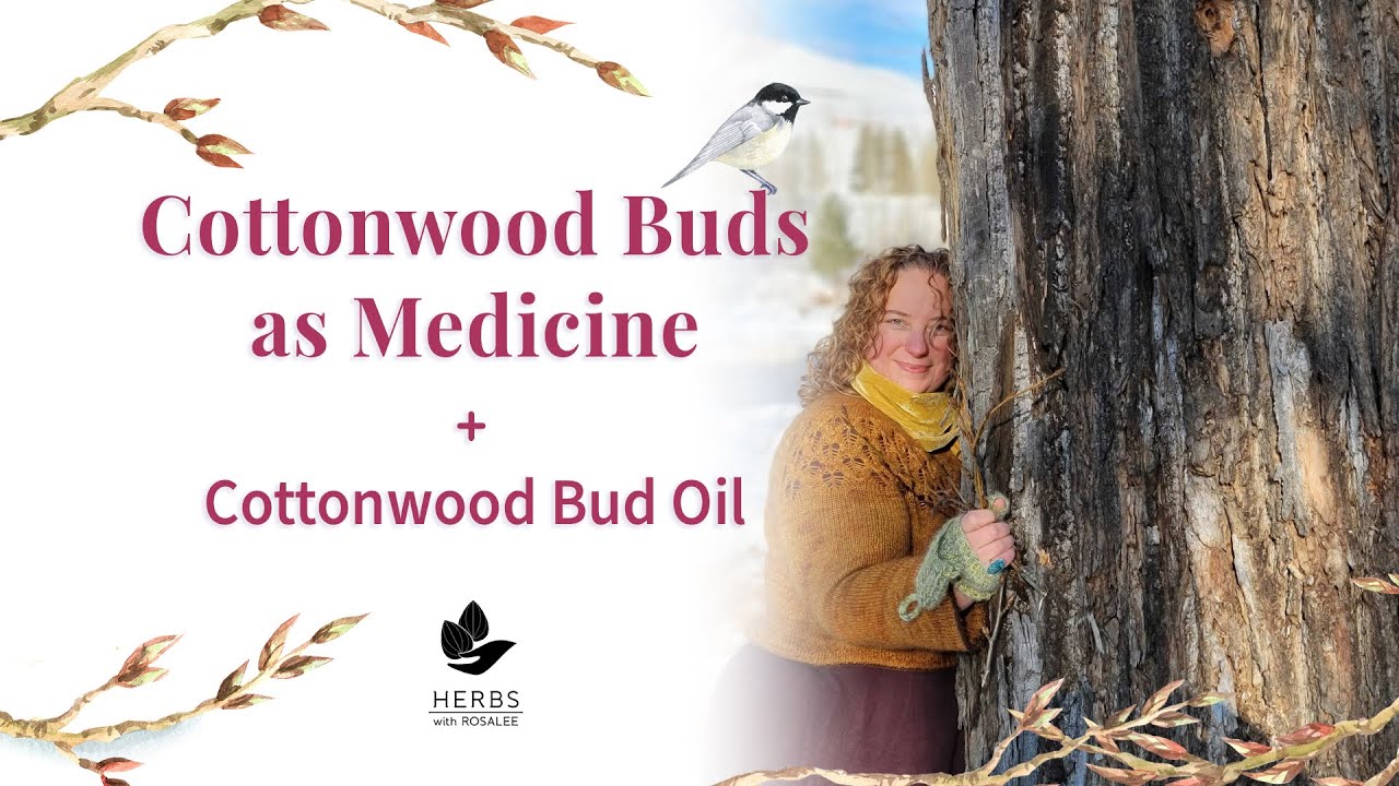 Cottonwood Buds as Medicine + Cottonwood Bud Oil Recipe