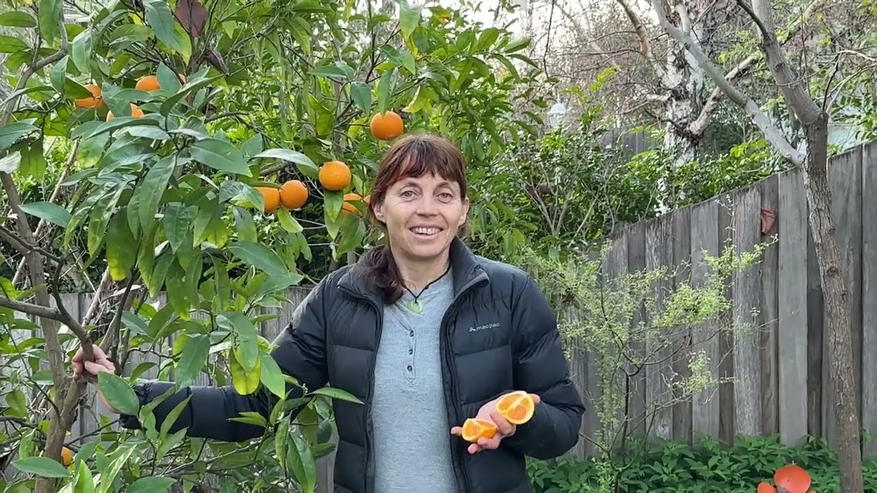 Orange valencia Melbourne Food Forest 2023