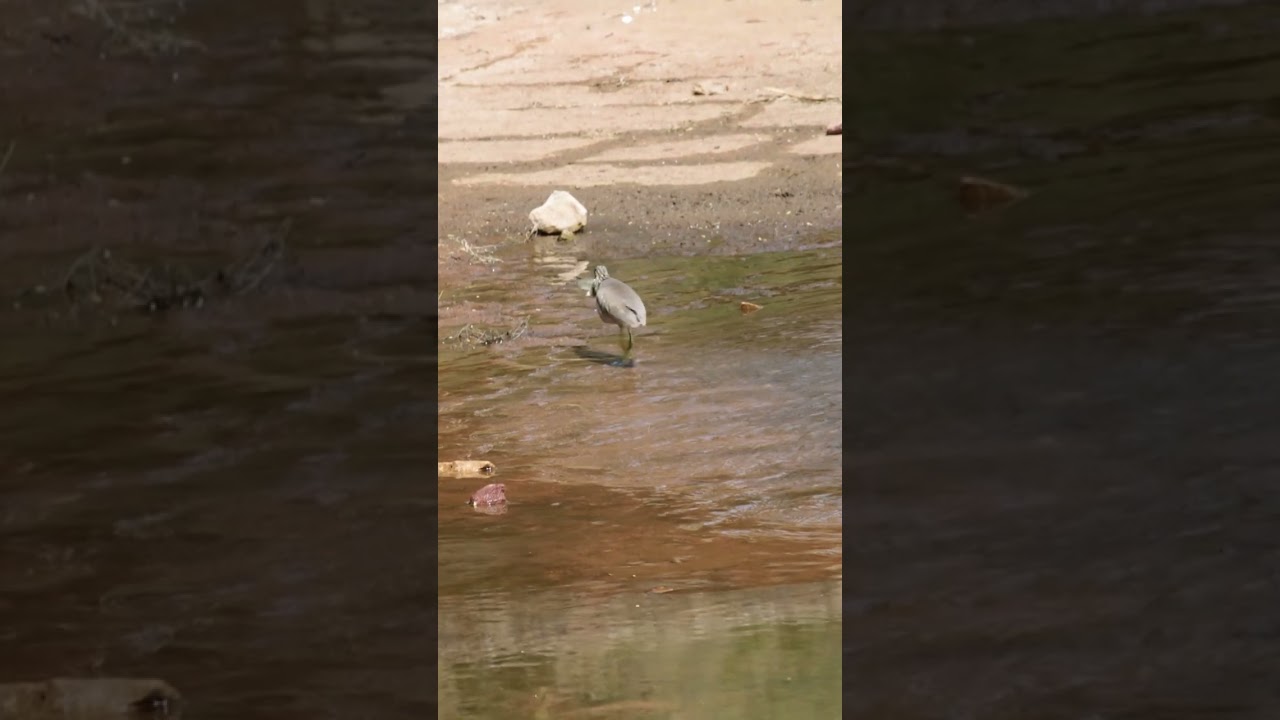 Bird Catching Fish