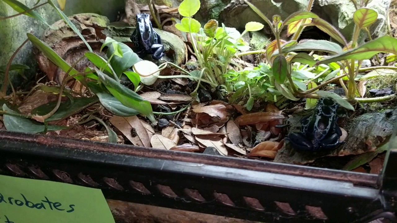 Poison Dart Frog Breeding: Water cups, Petri dishes, and frog watching
