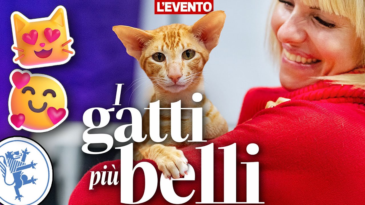 😻😺 I gatti più belli... scelti a Locarno! 🦁💙