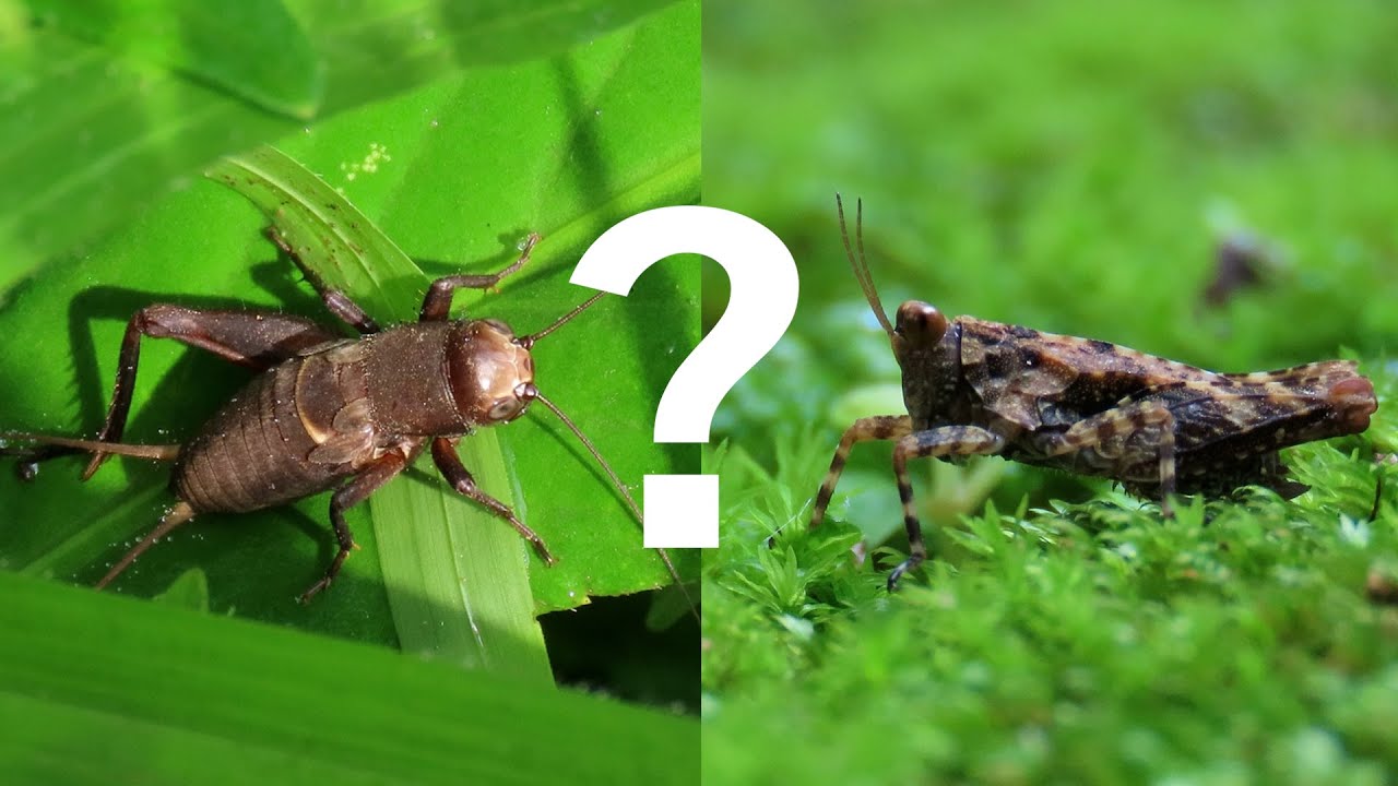 Did You Know: Grasshoppers vs. Crickets | Encyclopaedia Britannica