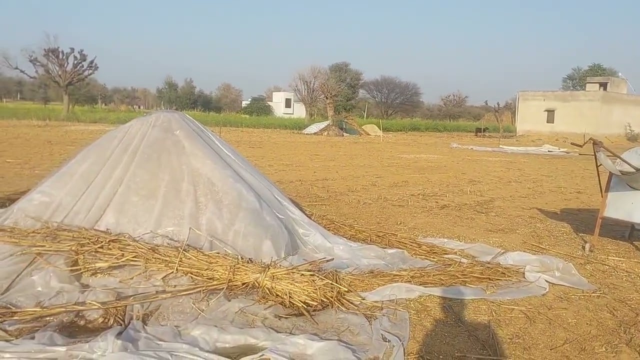 राजस्थानी भेड़  पालन!#tranding #viralvideo #video 