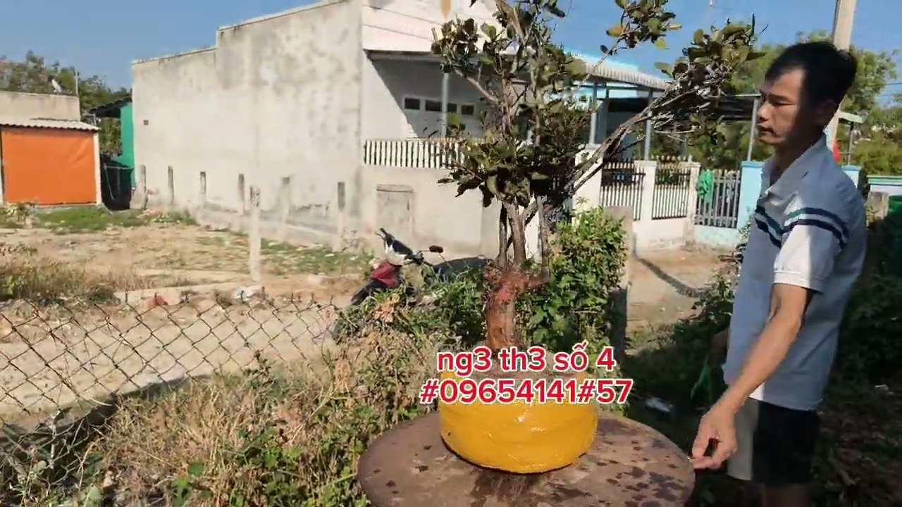 Mai rừng búp đỏ Bình Thuận mời ae tham khảo ủng hộ 