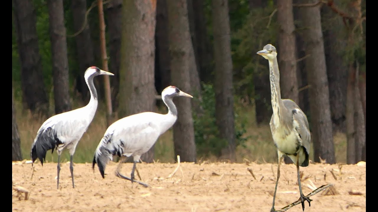 Naturfotografie, Rudern, Radeln in der Mecklenburger Seenplatte. Nature photography, Rowing, Bike.