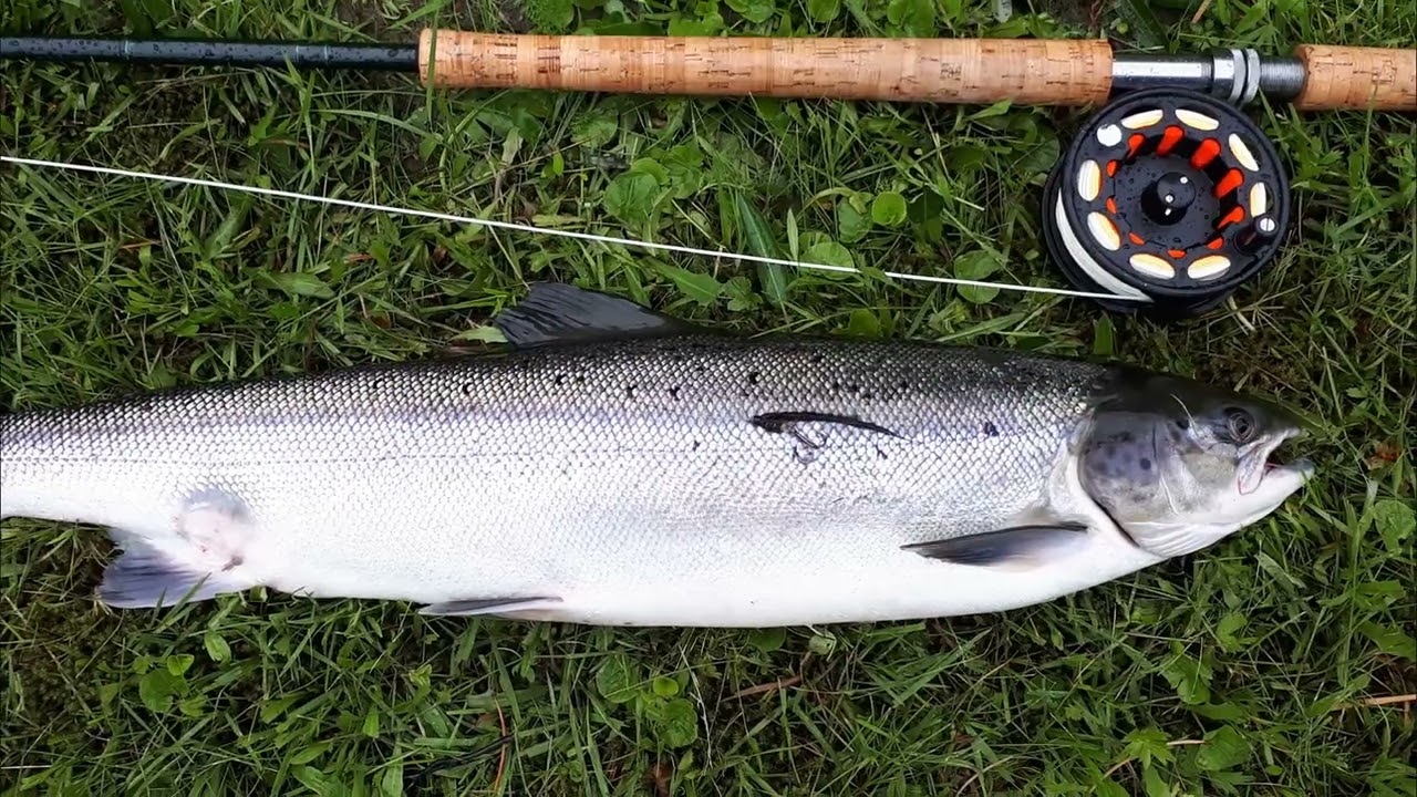 Laxfiske i Todalen juli 2022