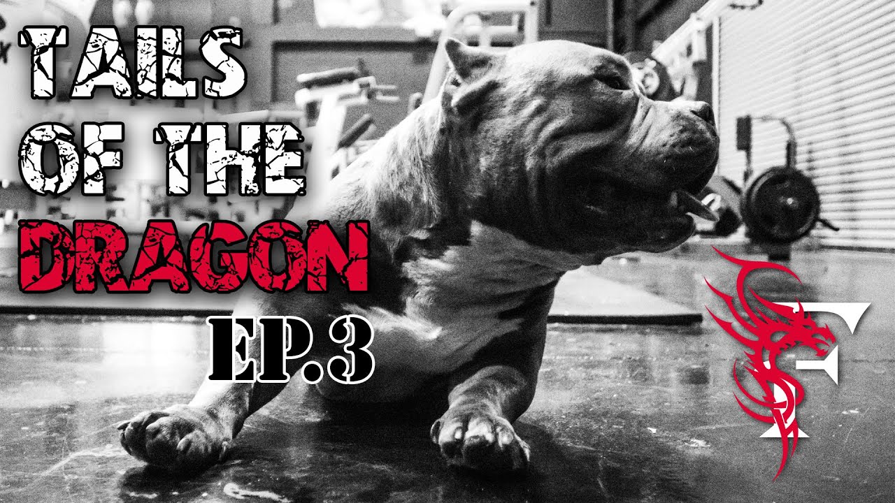 Never Skip Leg Day - Tails Of The Dragon - Ep. 3