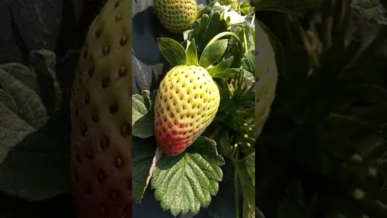 strawberry 🍓 fruits Red & Green  #pushpa  #shorts #subscribe #allu arjun #Upelection