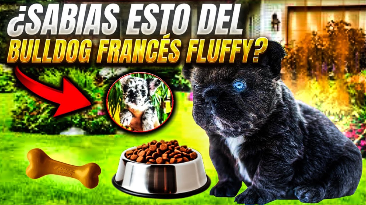 FLUFFY: EL SECRETO MEJOR GUARDADO DEL BULLDOG FRANCÉS