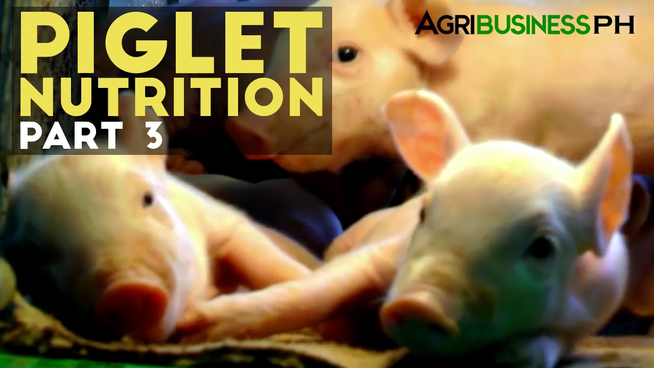 Piglet Nutrition Part 3 : Proper Piglet Care and Management | Agribusiness Philippines