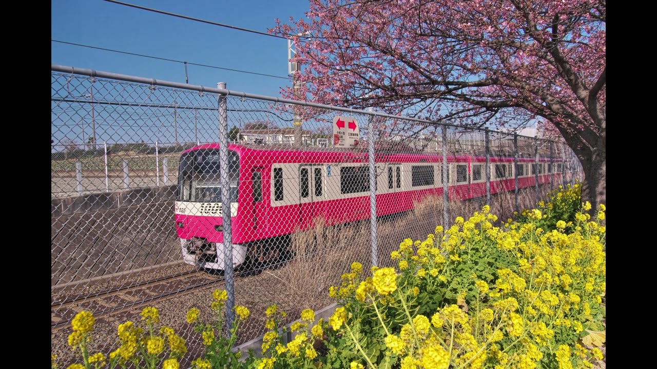 三浦海岸桜まつり(4K)