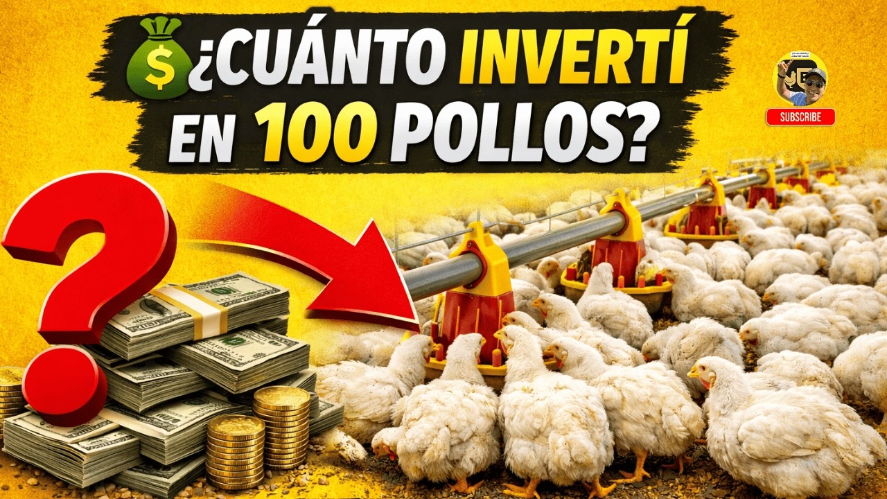 🚨🐔 Nadie te dice ESTO: lo que cuesta producir 100 pollos y lo que S&Iacute; se gana 💰🔥