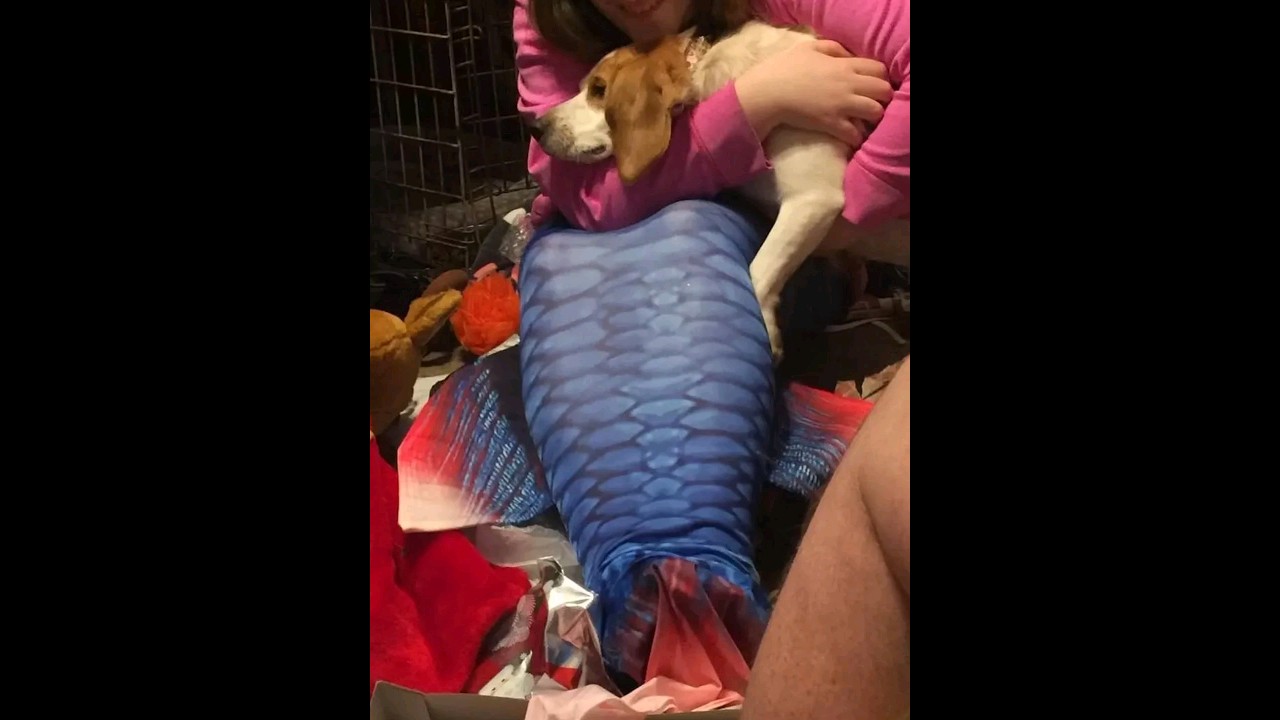 Wish.com Mermaid tail quick review 