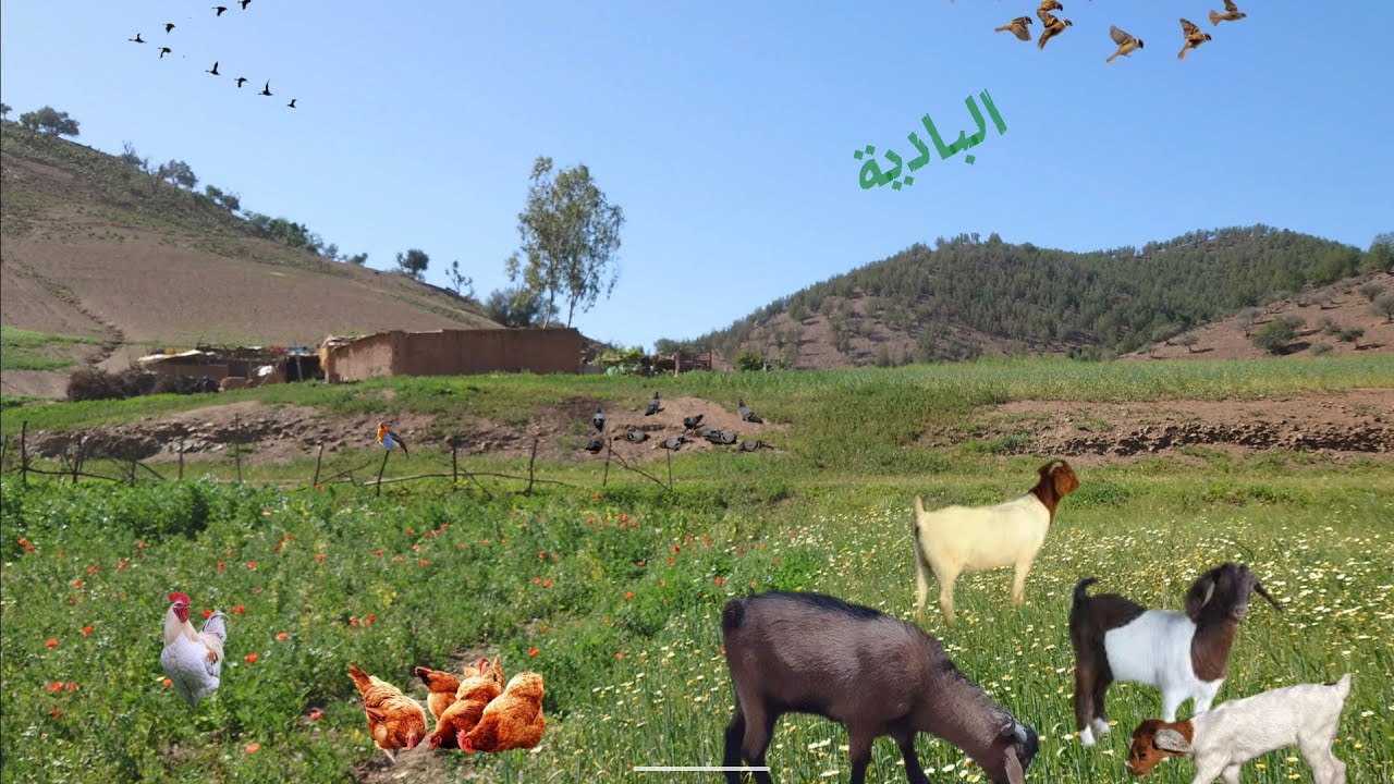 أجواء البادية 2 | في البرية منطقة معزولة | ناشيونال 🏡🏝️🌿
