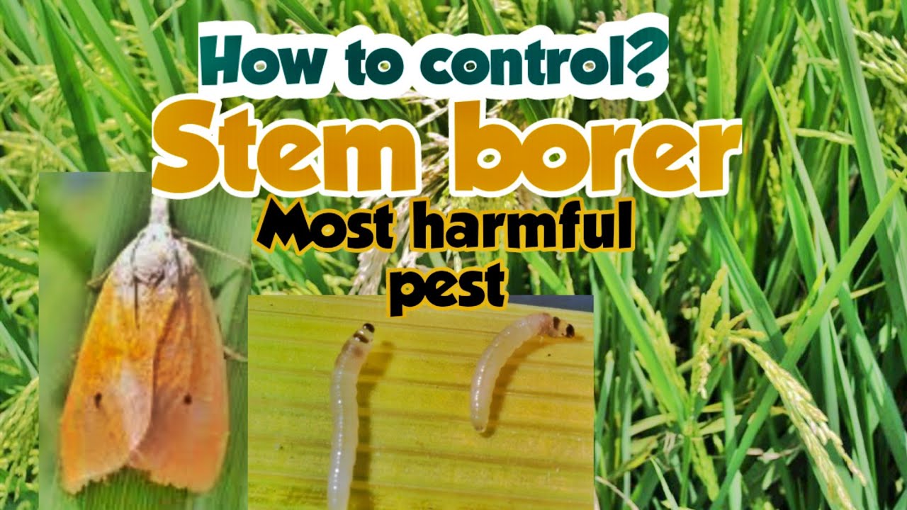 The Most Destructive Insect Pest in Rice/How to Control?
