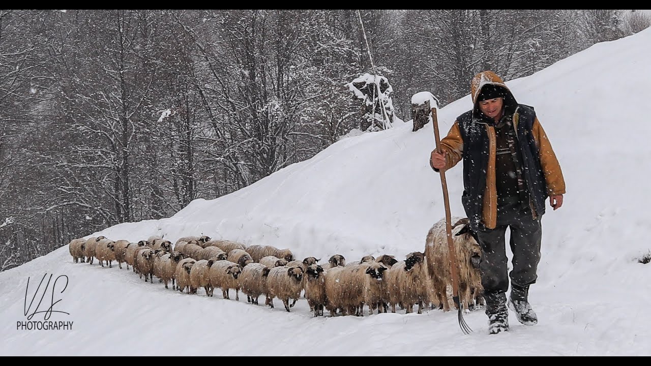 Iarna in Tinutul Momarlanilor Petrileni din Curmaturile Jietului la nea Ion Dobre la coliba!
