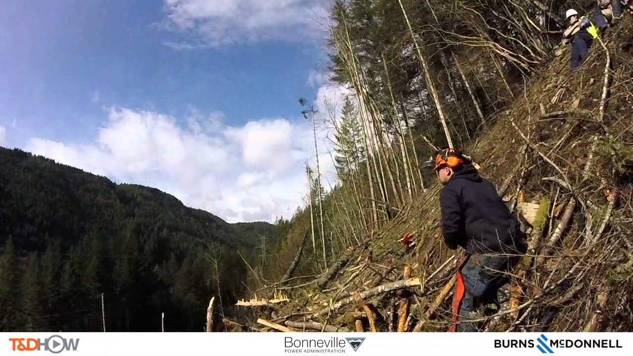 How to Remove Danger Trees