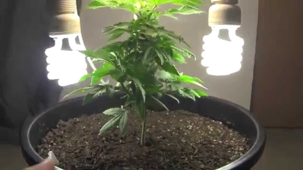 XX77 - Post Transplant + The Top OF Bamboo Starfish - budsimple com