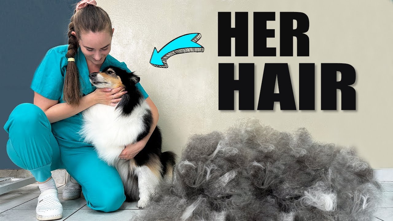 HUGE UNDERCOAT REMOVAL (Rough Collie Dog Grooming) - My Honey ❤️