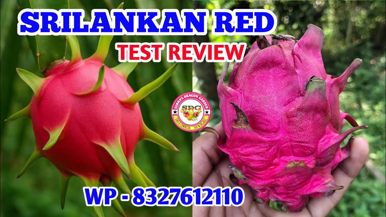 Srilankan red dragon fruit test review // srilankan red dragon fruit brix test 2025