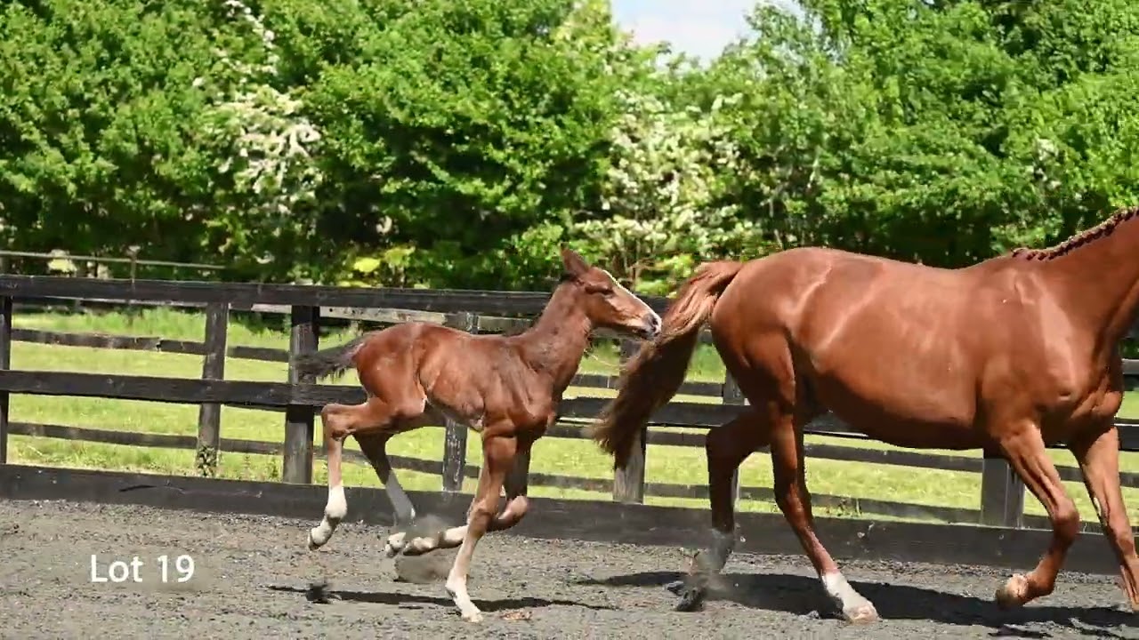 Lot 19 - Uziah De Wellby - Bolesworth Elite Auction 2025