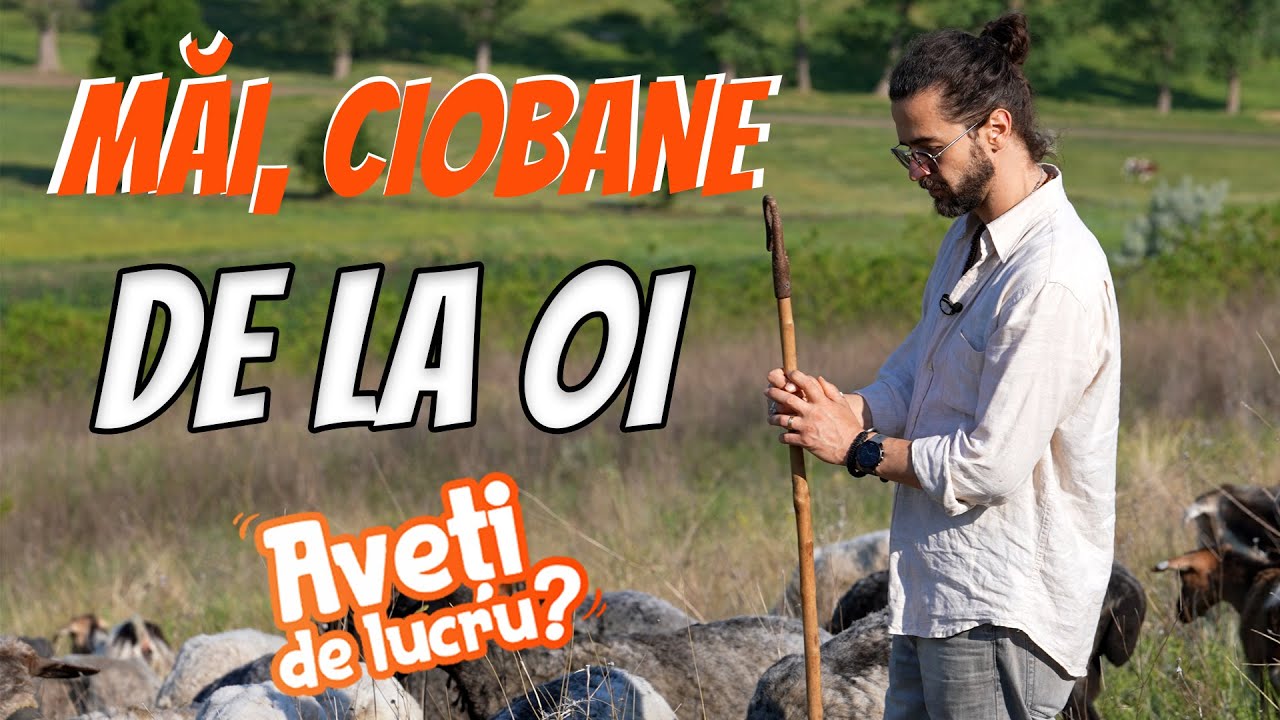 Măi, сiobane de la oi - AVEȚI DE LUCRU?
