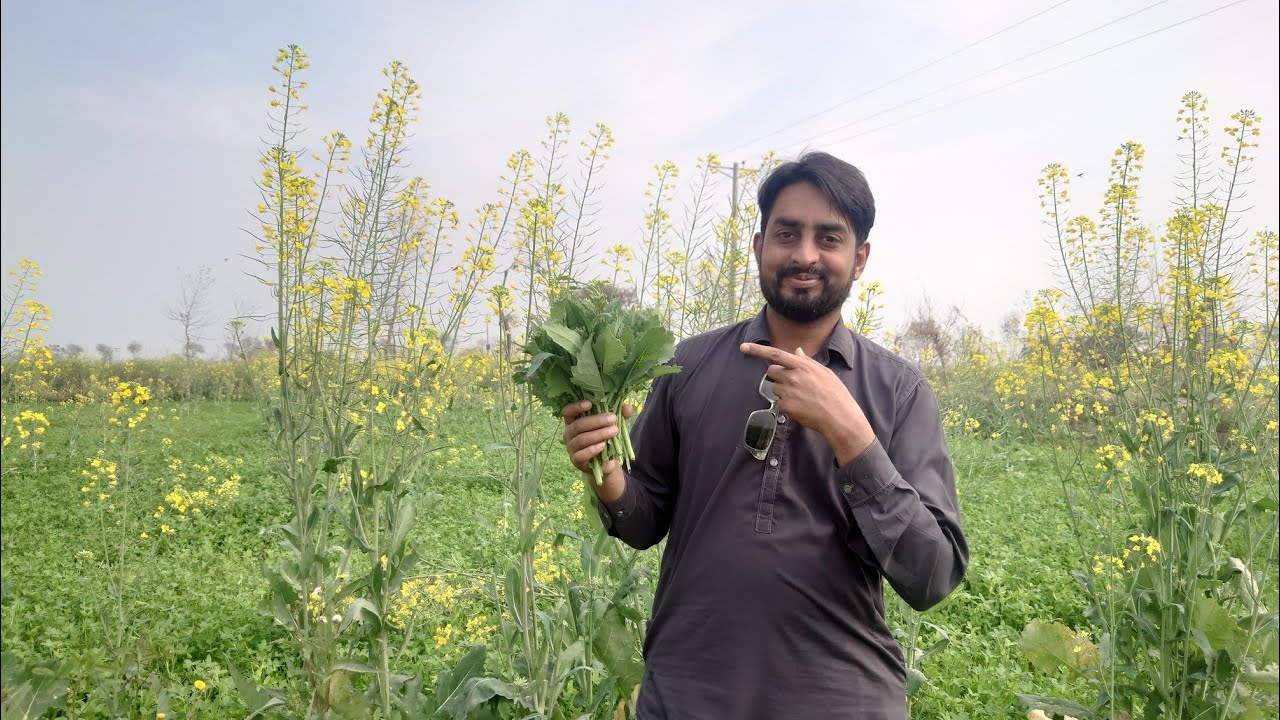 Gaon Saag Leny Gaye | Pure Village Life Vlog  | Saif Vlogs