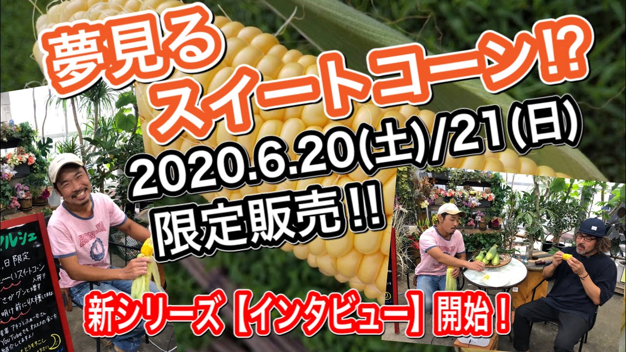 【生産者さんに聞いてみました】スイートコーン編