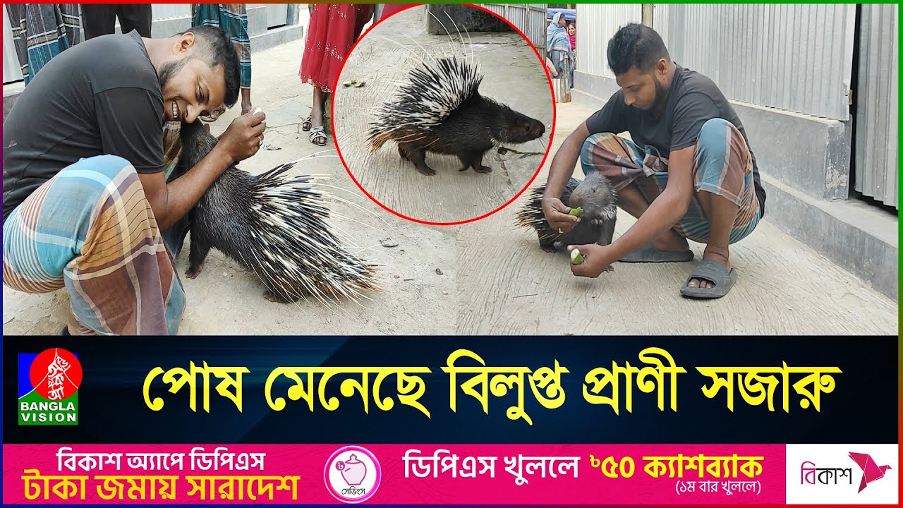 রাস্তায় কুড়িয়ে পাওয়া সজারুকে পোষ মানিয়েছেন লিটন |