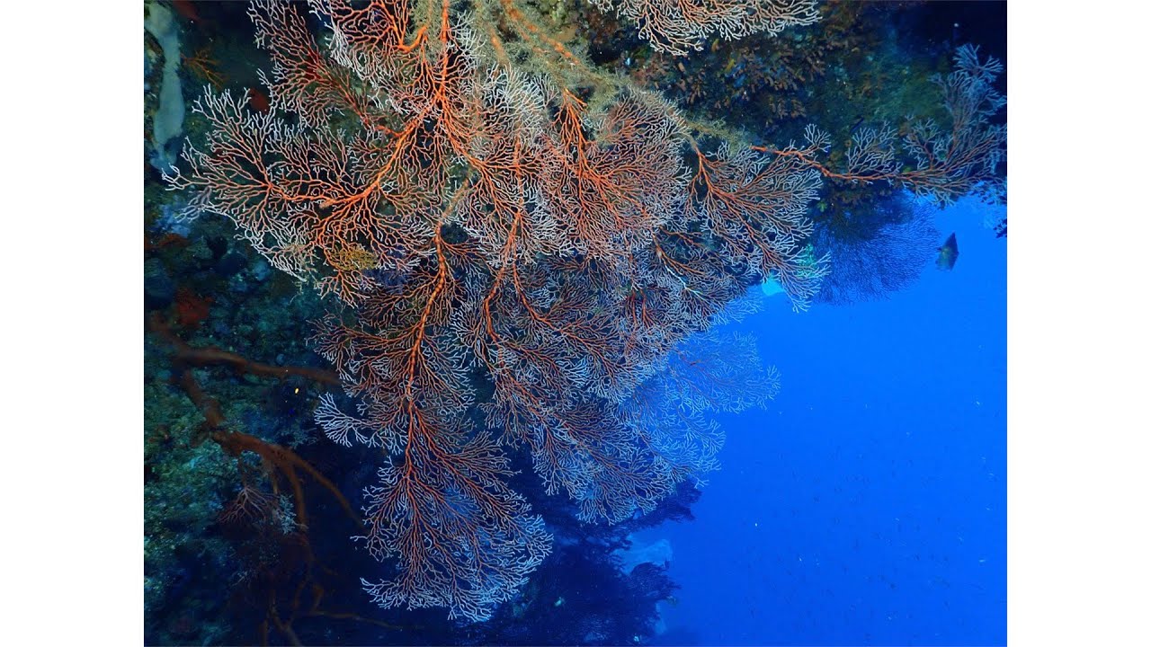 Solomon Islands Diving, Gizo - The Gap and One Tree