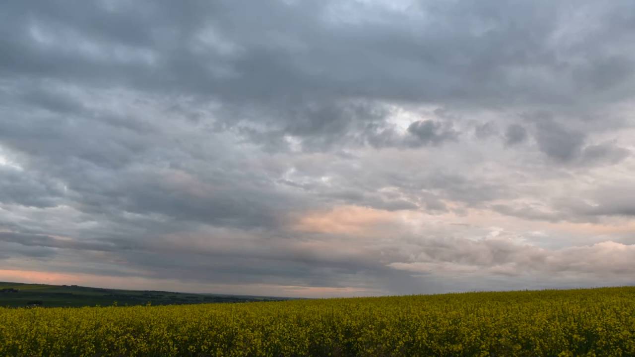 Timelapse Video on a Canola Field