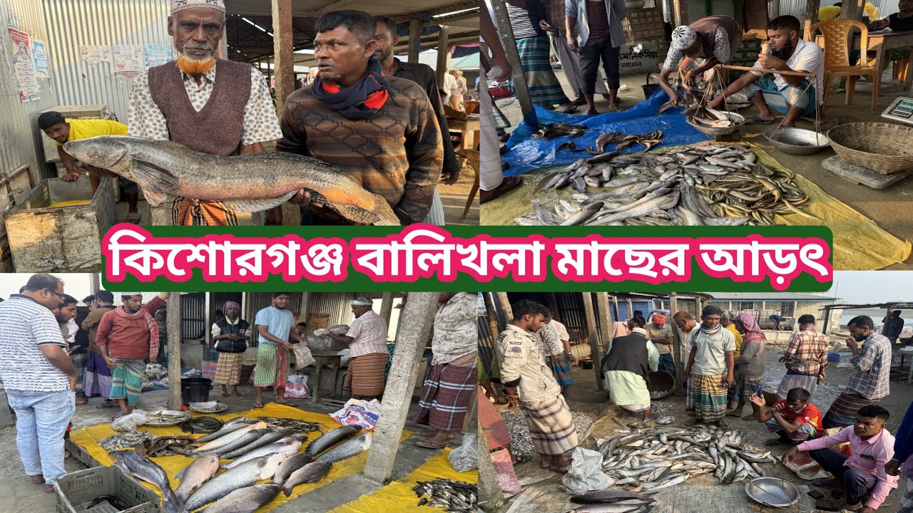 হাওরের সব ধরনের মাছ সস্তায় কিশোরগঞ্জের বালিখলা মাছের আড়ৎ এ/Fish Market @মানিকগঞ্জ প্রতিদিন
