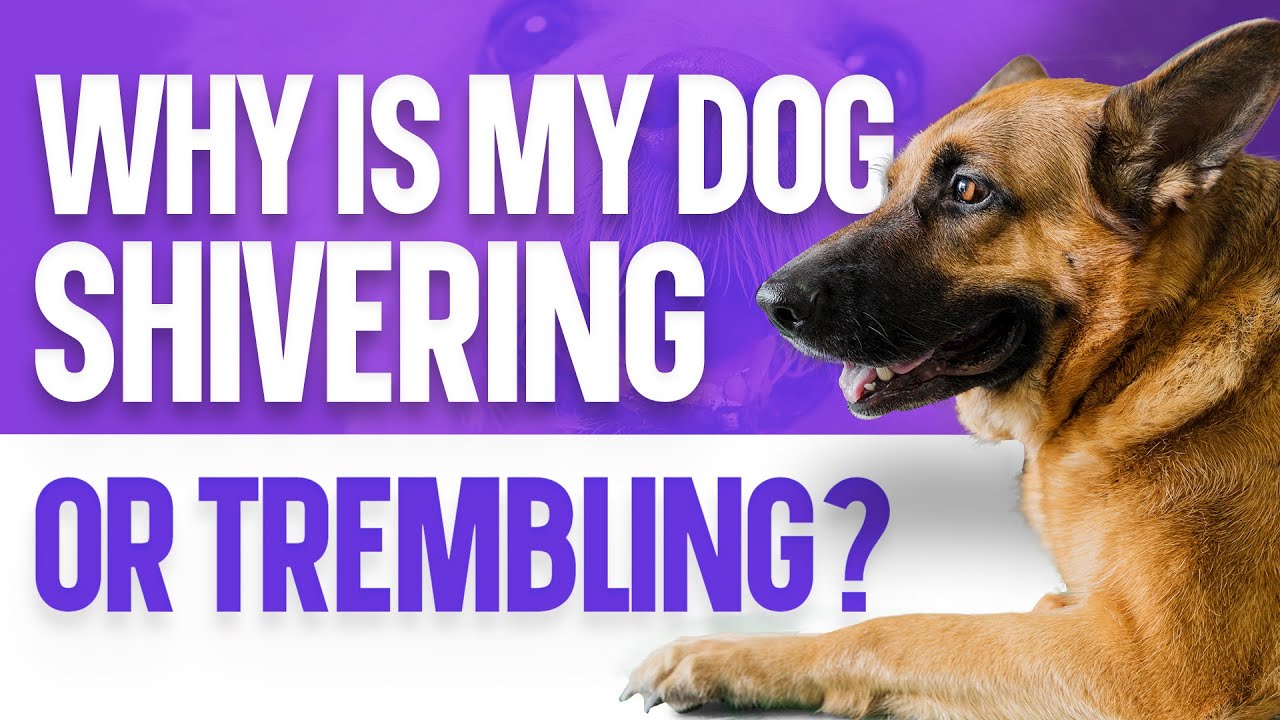 Why is My Dog Shivering or Trembling?