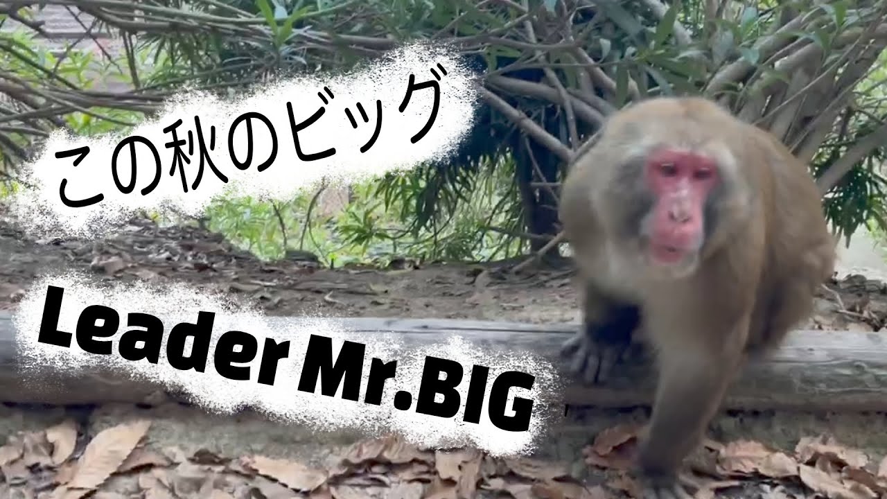 この秋のビッグ