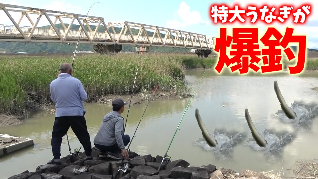 まさかの入食い‼︎大きいうなぎが次々と…