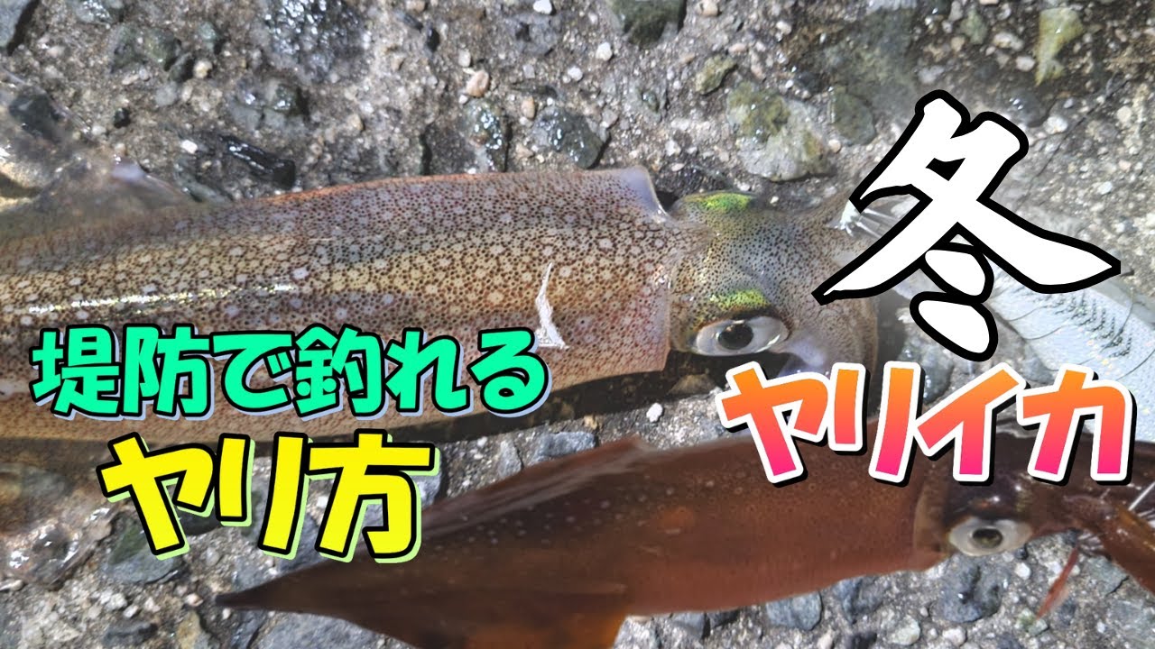 【ヤリイカ】今が旬のヤリイカが堤防から簡単に釣れるヤリ方はこれです！寒い冬はこの釣りで楽しくなる。。