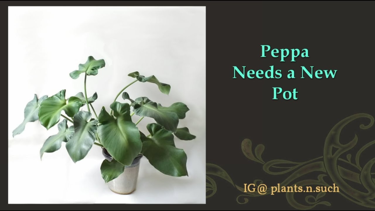 Philodendron Rugosum Aberrant Form : Repot and Mysterious Brown Spots