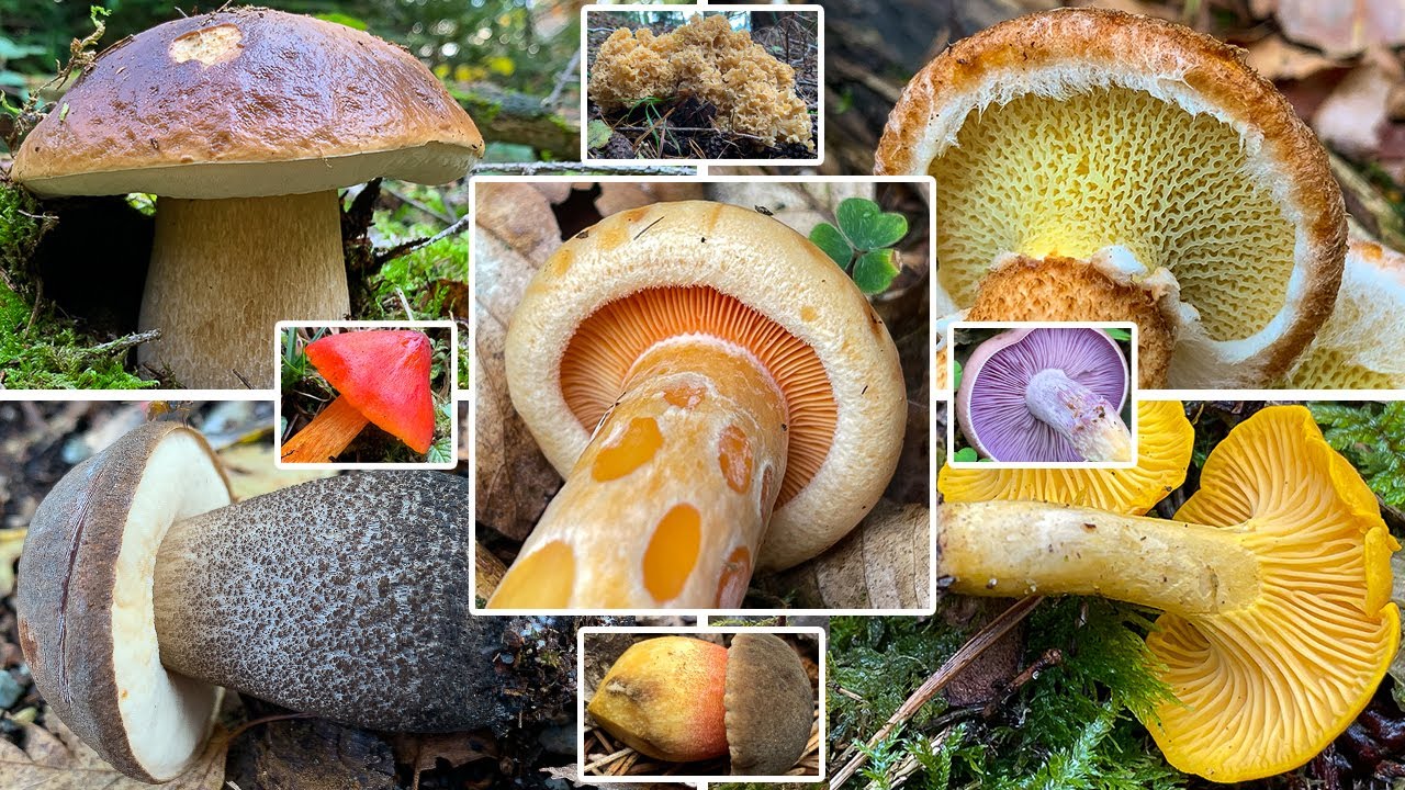 Der Oktober! Welche Pilze kann man im Oktober finden? | Ausblick auf den Oktober 2022