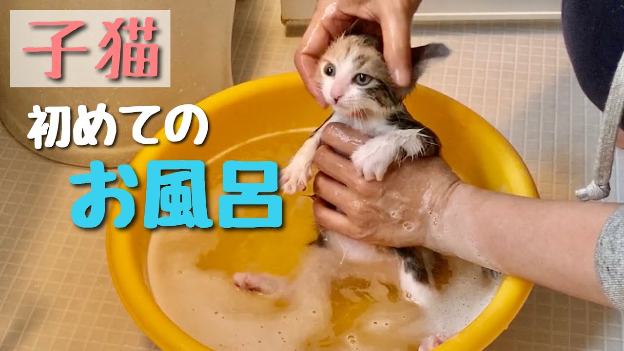 子猫を初めてお風呂に入れたら抜け殻みたいになっちゃった。