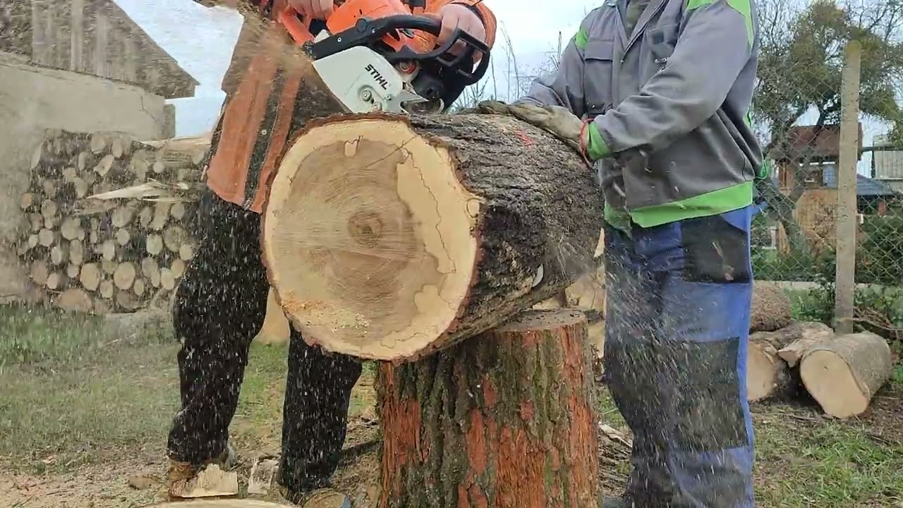 Stihl MS 390 vágás próba