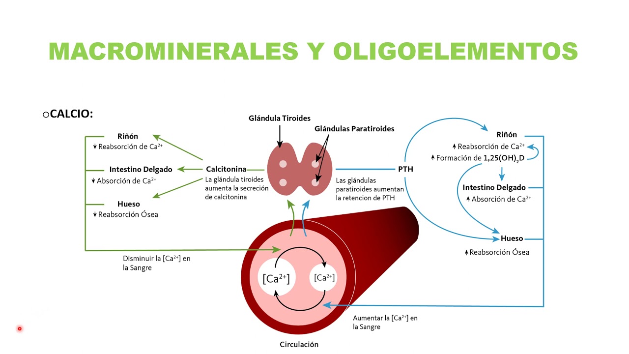 MACROMINERALES Y OLIGOELEMENTOS 1