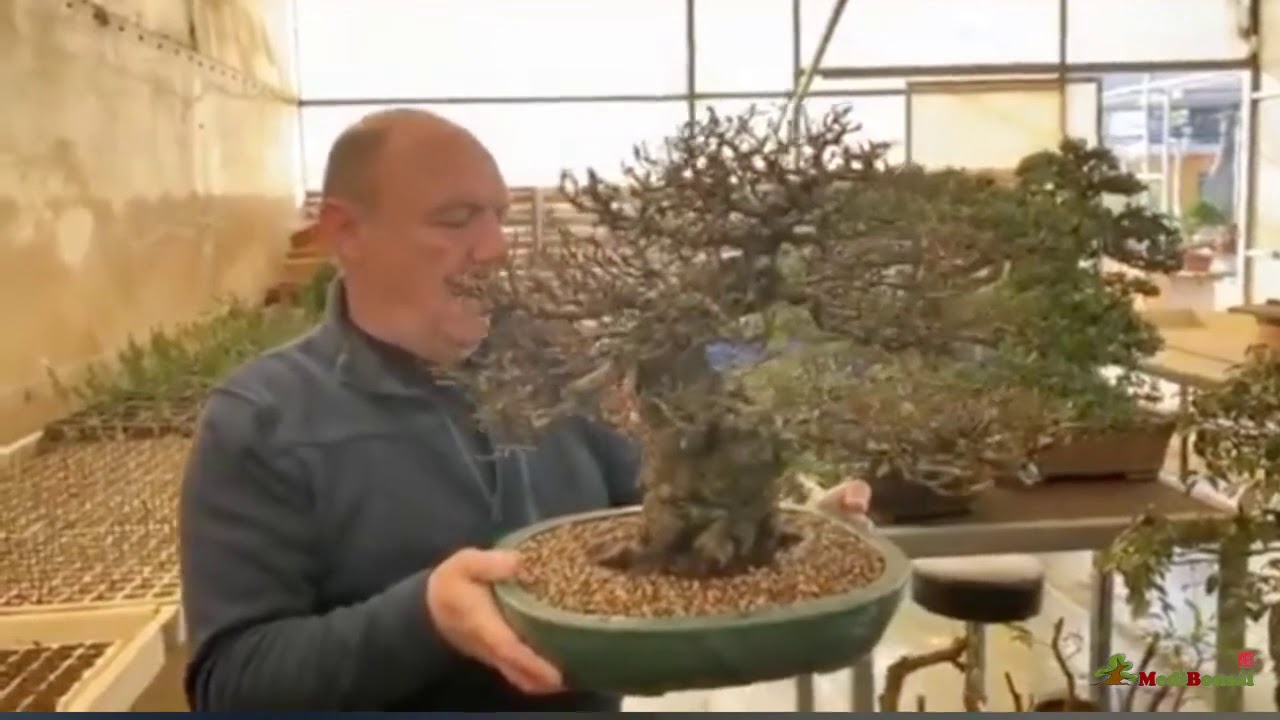 El invernadero de calor de los Bonsai