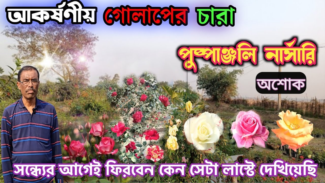 পুস্পাঞ্জলী অশোক পশ্চিমবঙ্গের সেরা গোলাপের নার্সারি । Puspanjali Ashok Rose Nursery।