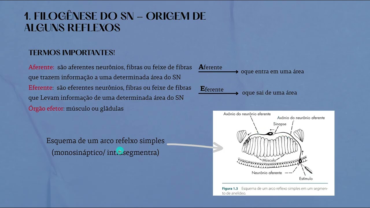 Filogênese do Sistema nervoso
